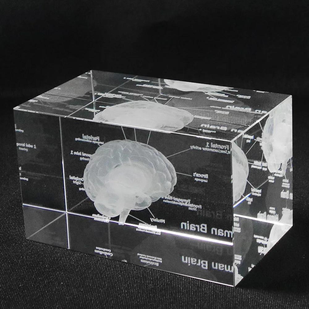 Brain Anatomy Crystal Model