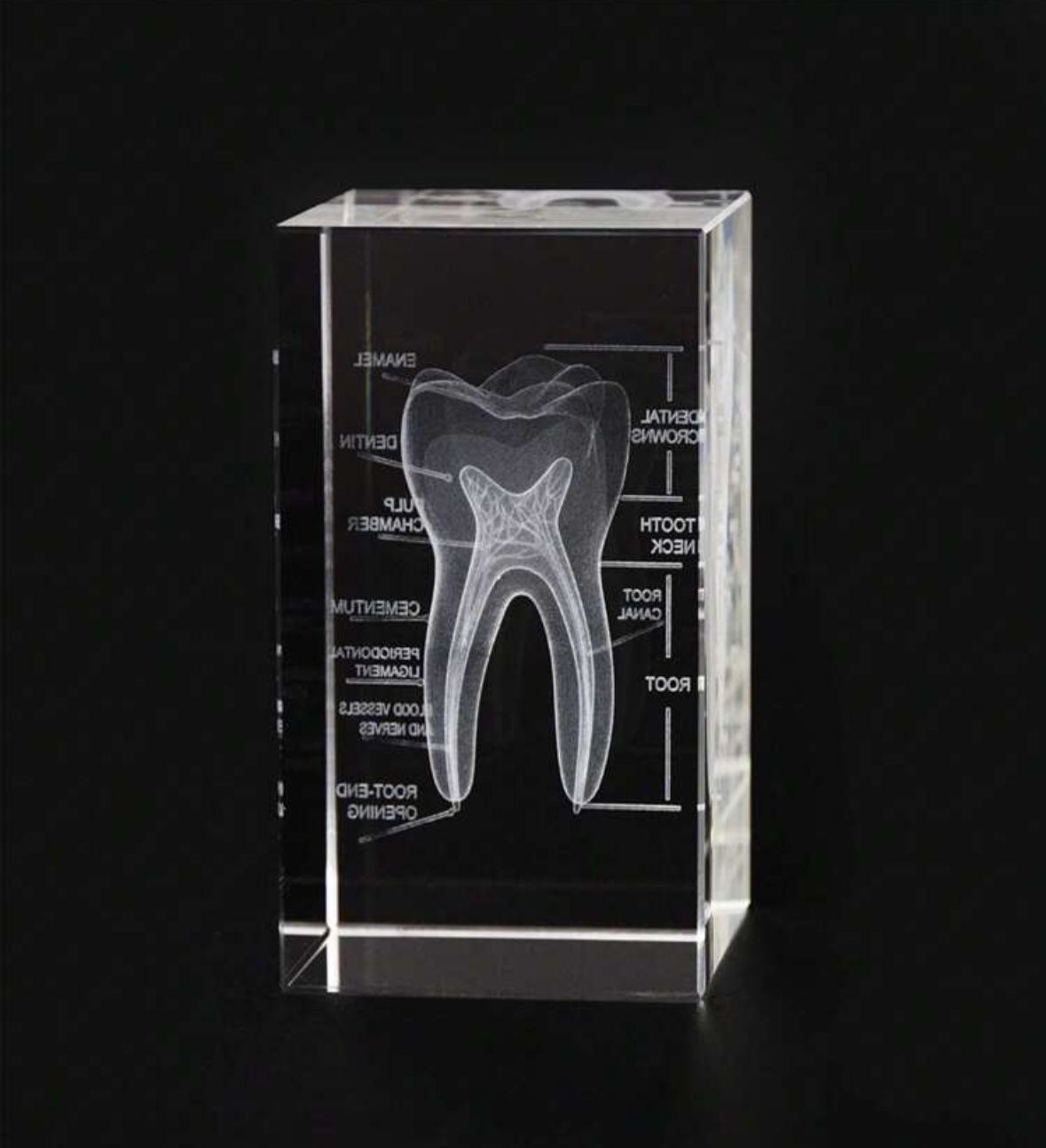 Teeth Anatomy Crystal Model