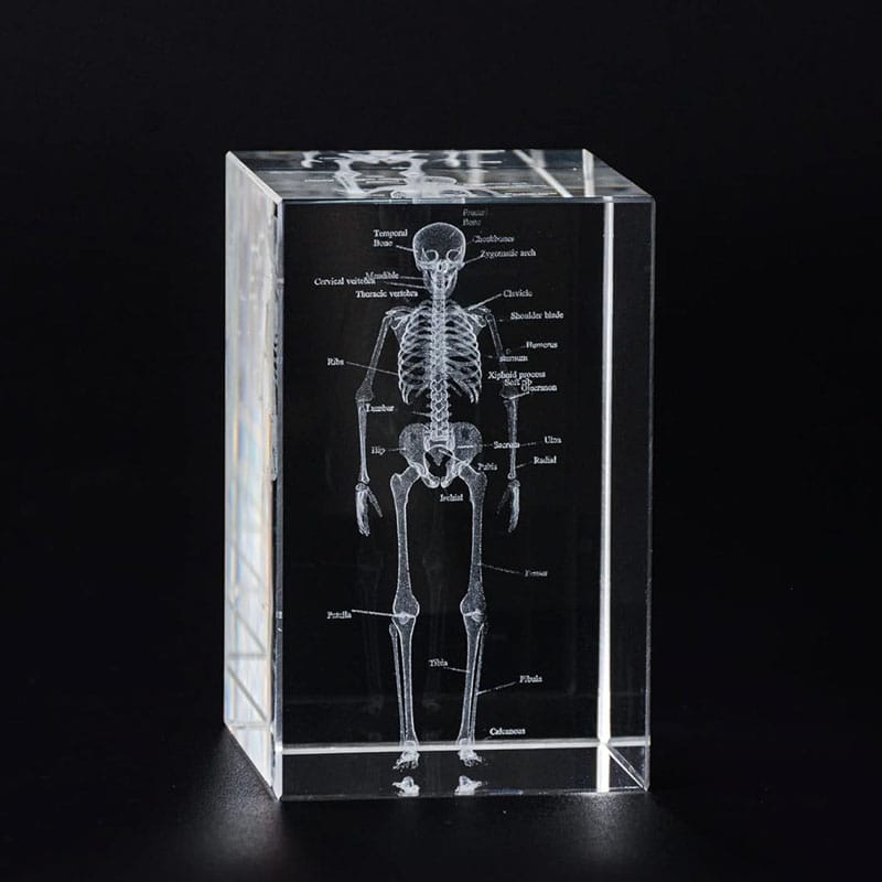 Skeleton Anatomy Crystal Model